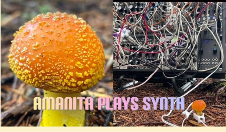 A split screen of close up of a mushroom and a modular synthesizer in a forest.